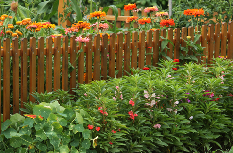 The Garden Border | Jenny's Home Improvement